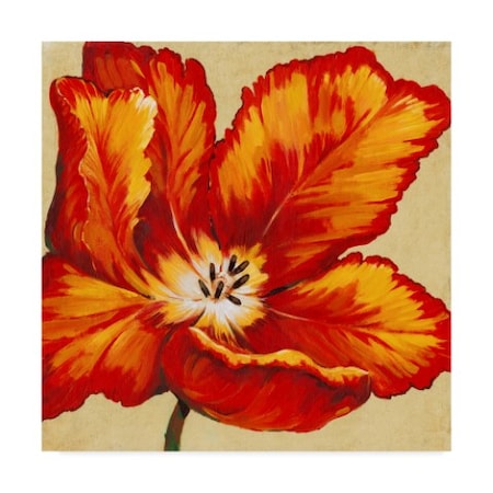 Tim Otoole 'Parrot Tulip I' Canvas Art,24x24